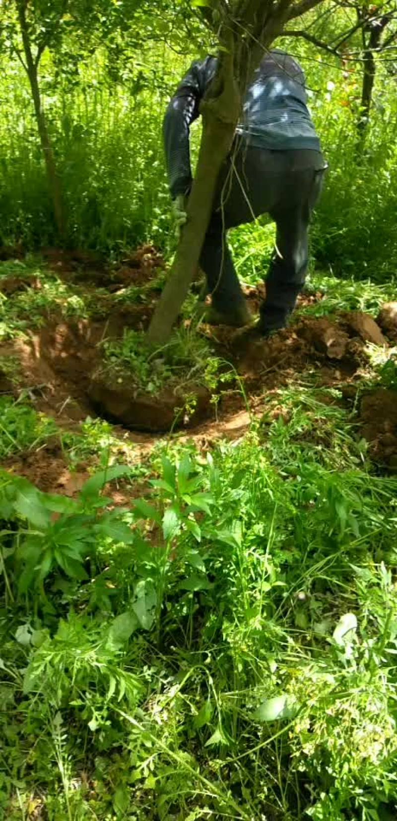 8公分红梅一级货标准花梅6单8公分