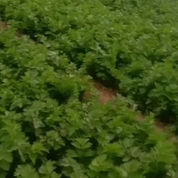芹菜