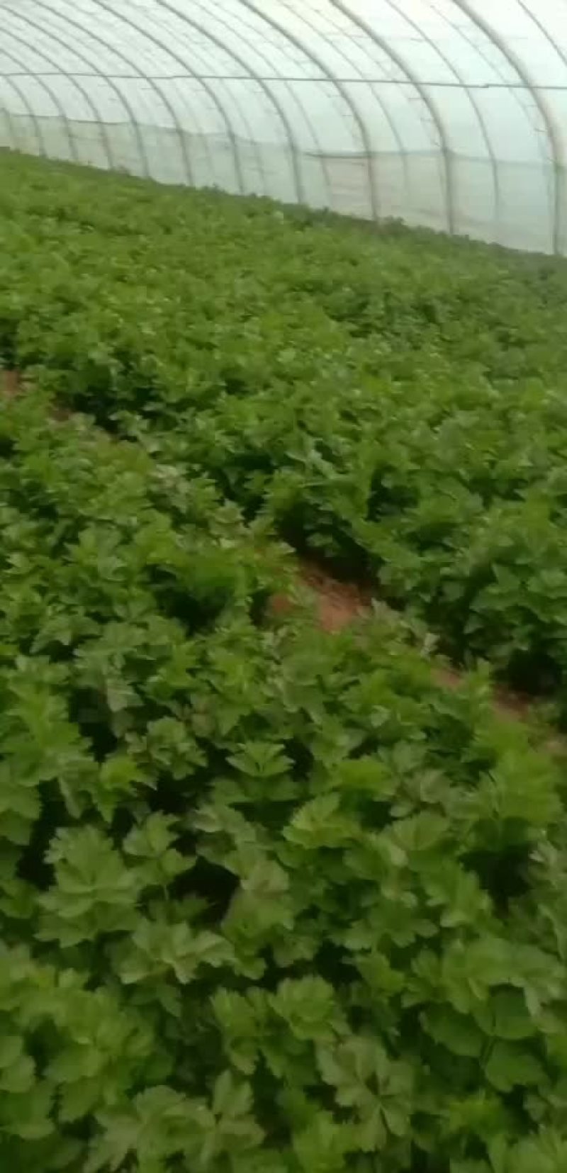 芹菜