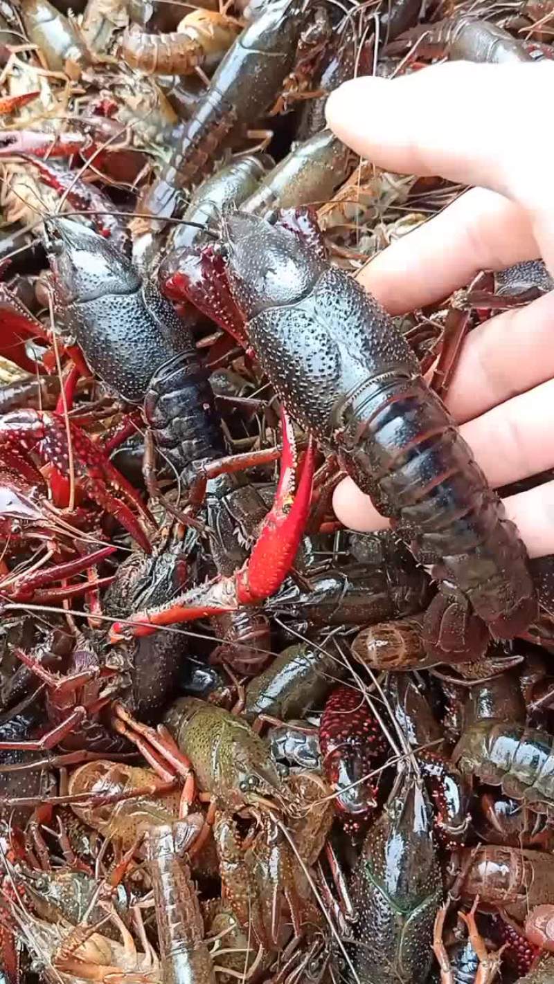 龙虾