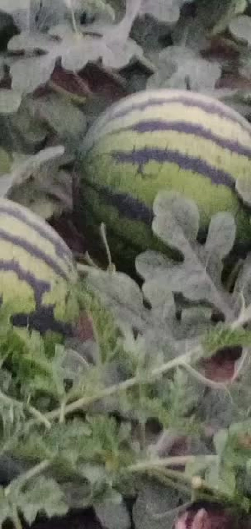 西瓜