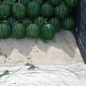 西瓜