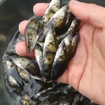 桂鱼苗，鳜鱼苗大量预定销售