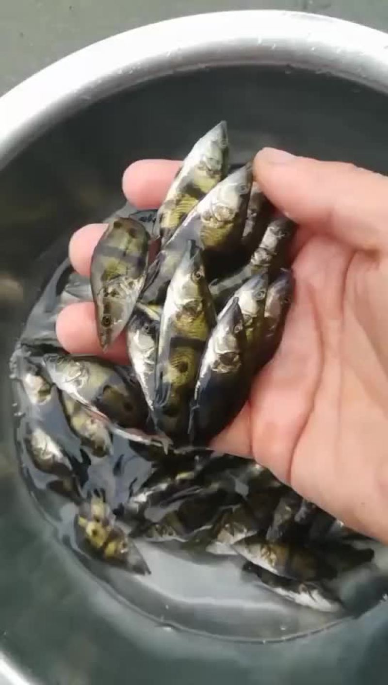 桂鱼苗，鳜鱼苗大量预定销售