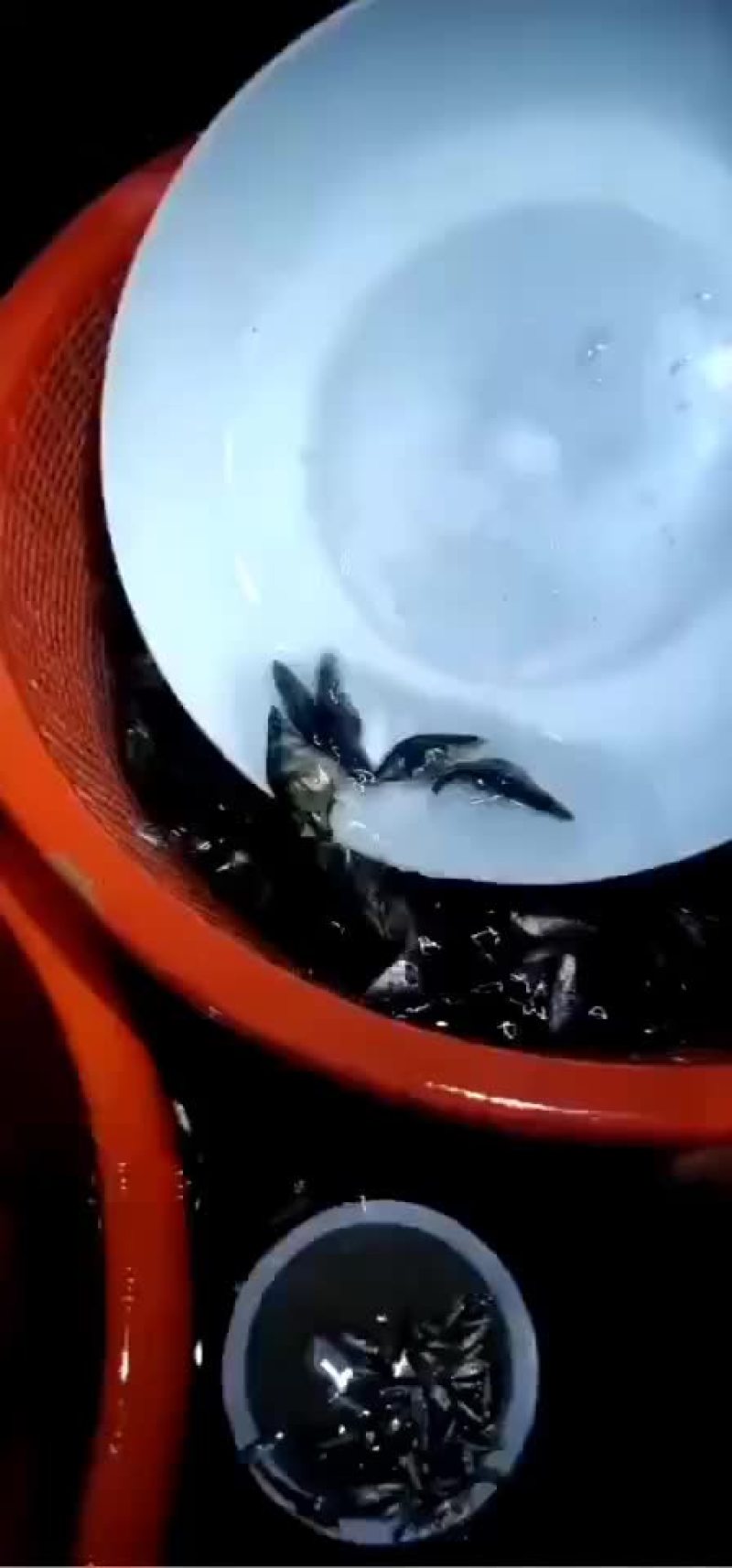 桂鱼苗，鳜鱼苗大量预定销售