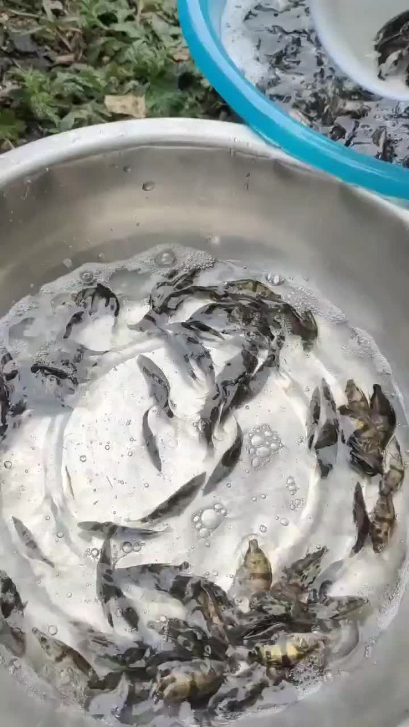 桂鱼苗，鳜鱼苗大量预定销售