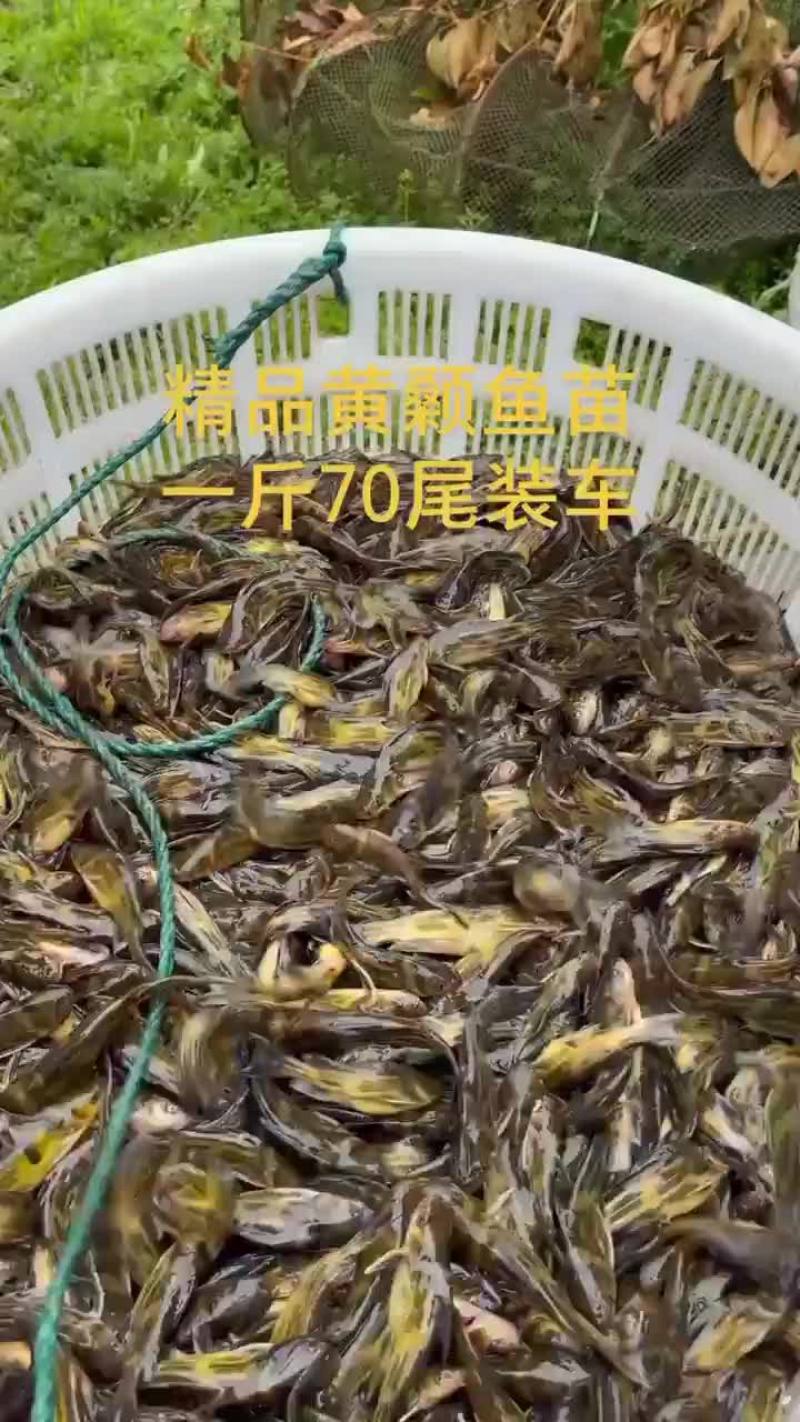黄颡鱼苗，黄骨鱼苗出售
