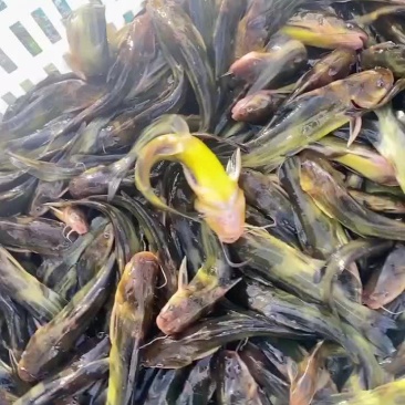 黄颡鱼苗，黄骨鱼苗出售