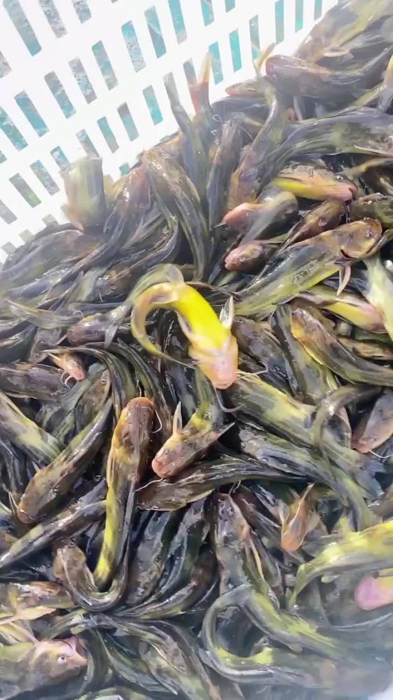 黄颡鱼苗，黄骨鱼苗出售