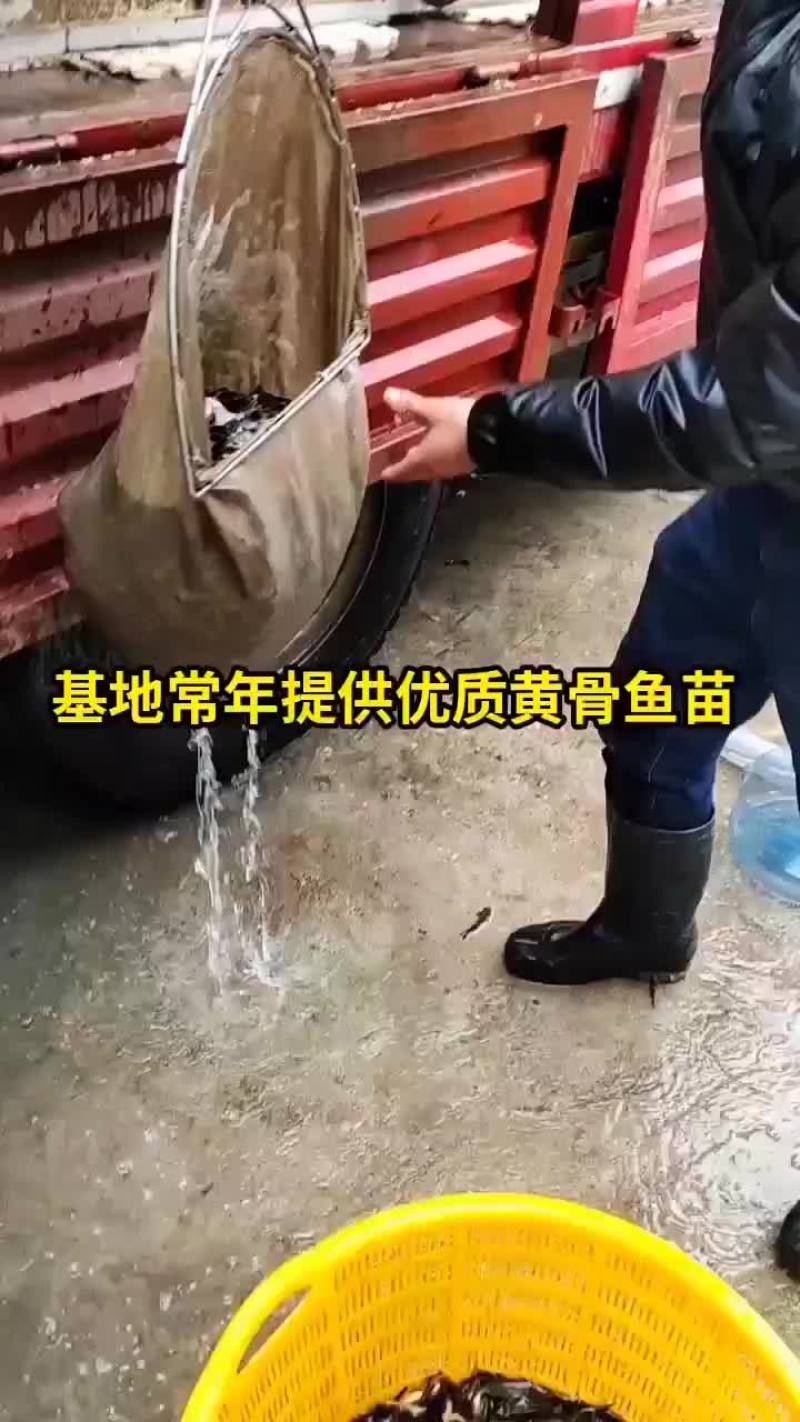 黄颡鱼苗，黄骨鱼苗出售