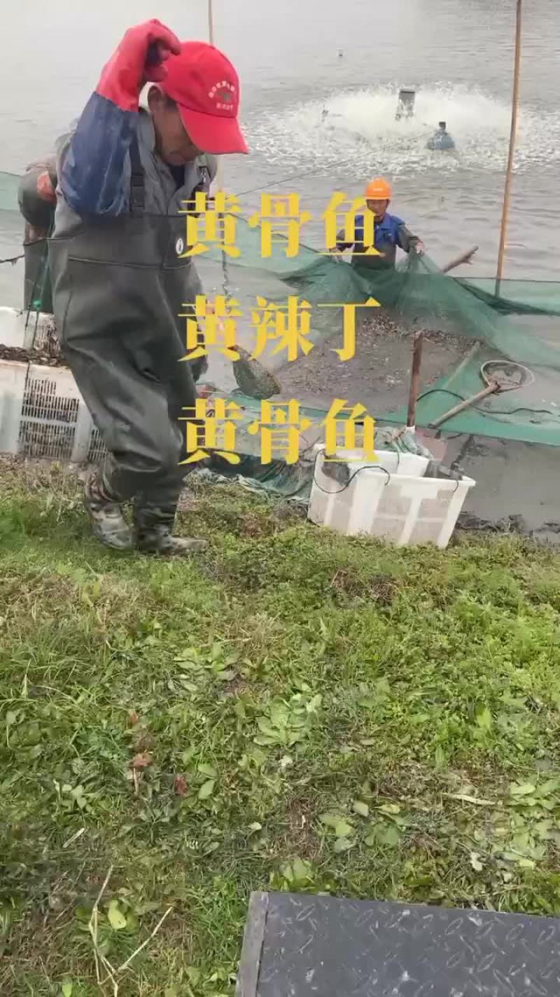 黄颡鱼苗，黄骨鱼苗出售