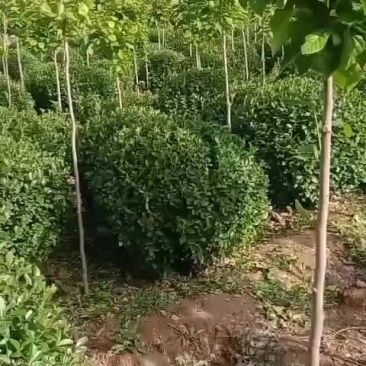 卫矛球