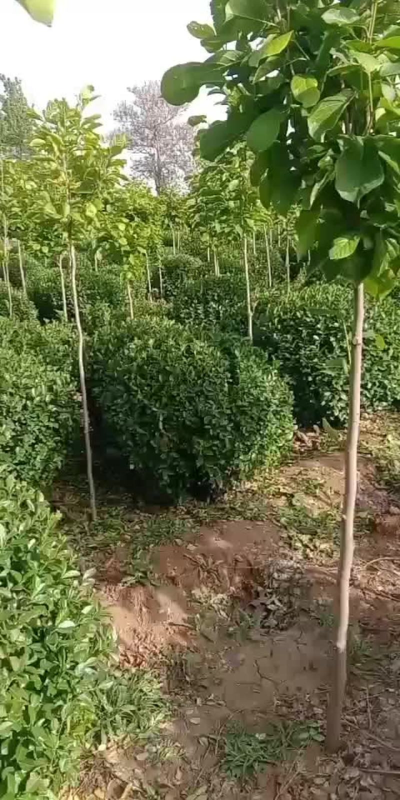 卫矛球