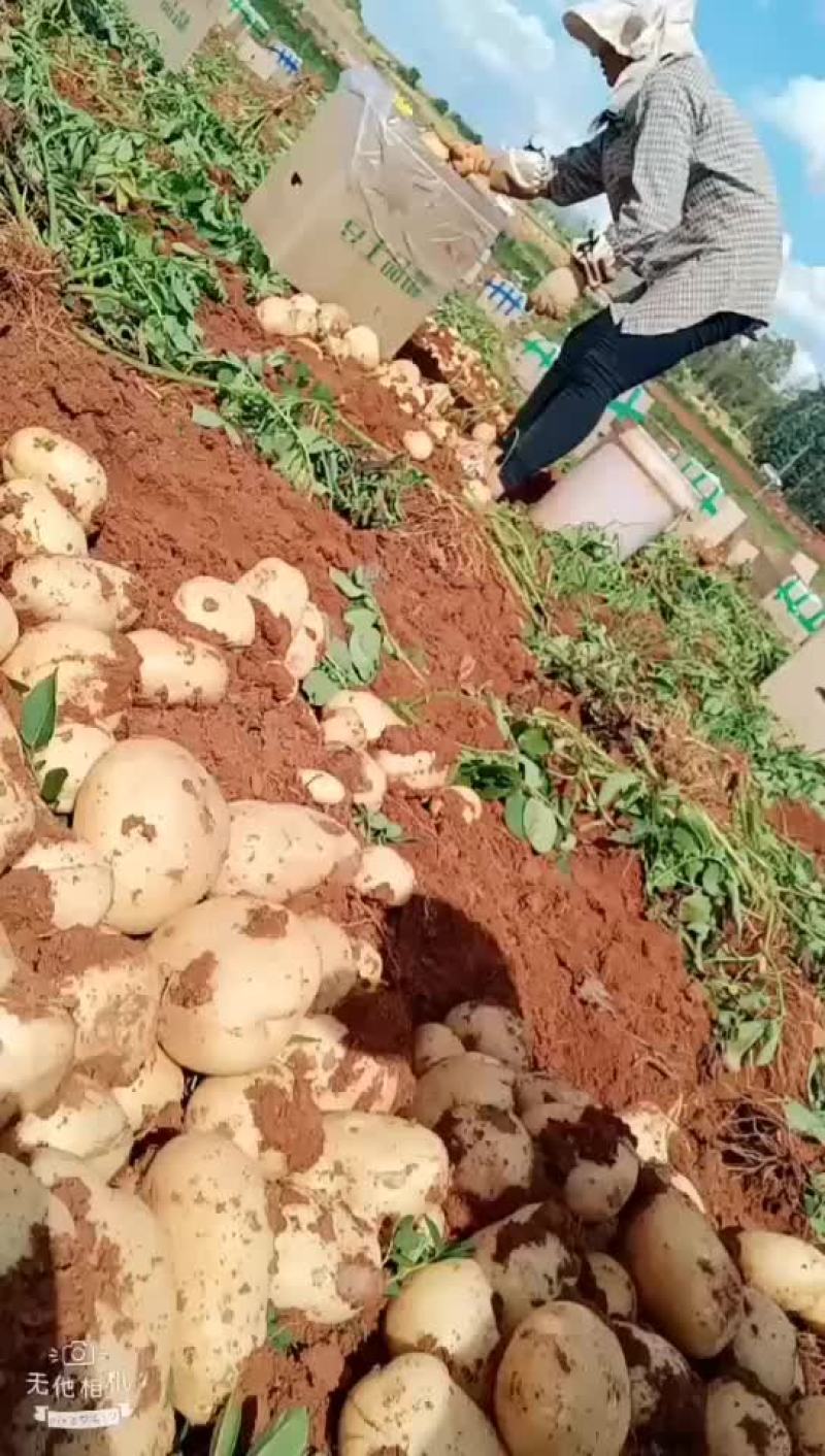 云南文山丽薯六号土豆