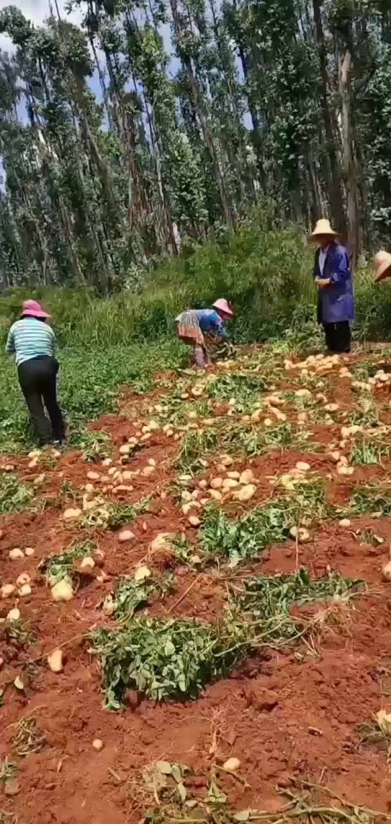 云南文山丽薯六号土豆