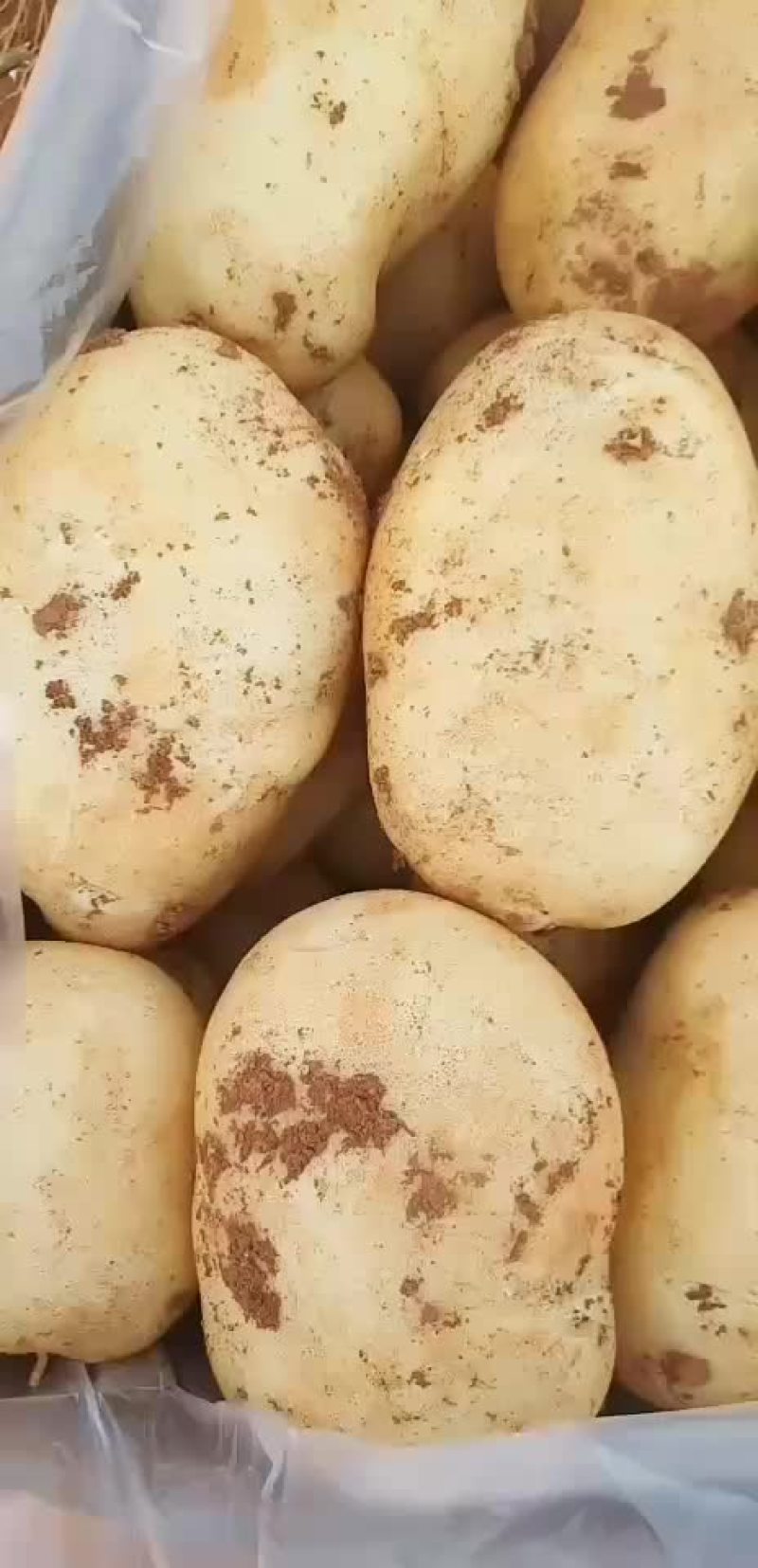 云南文山丽薯六号土豆