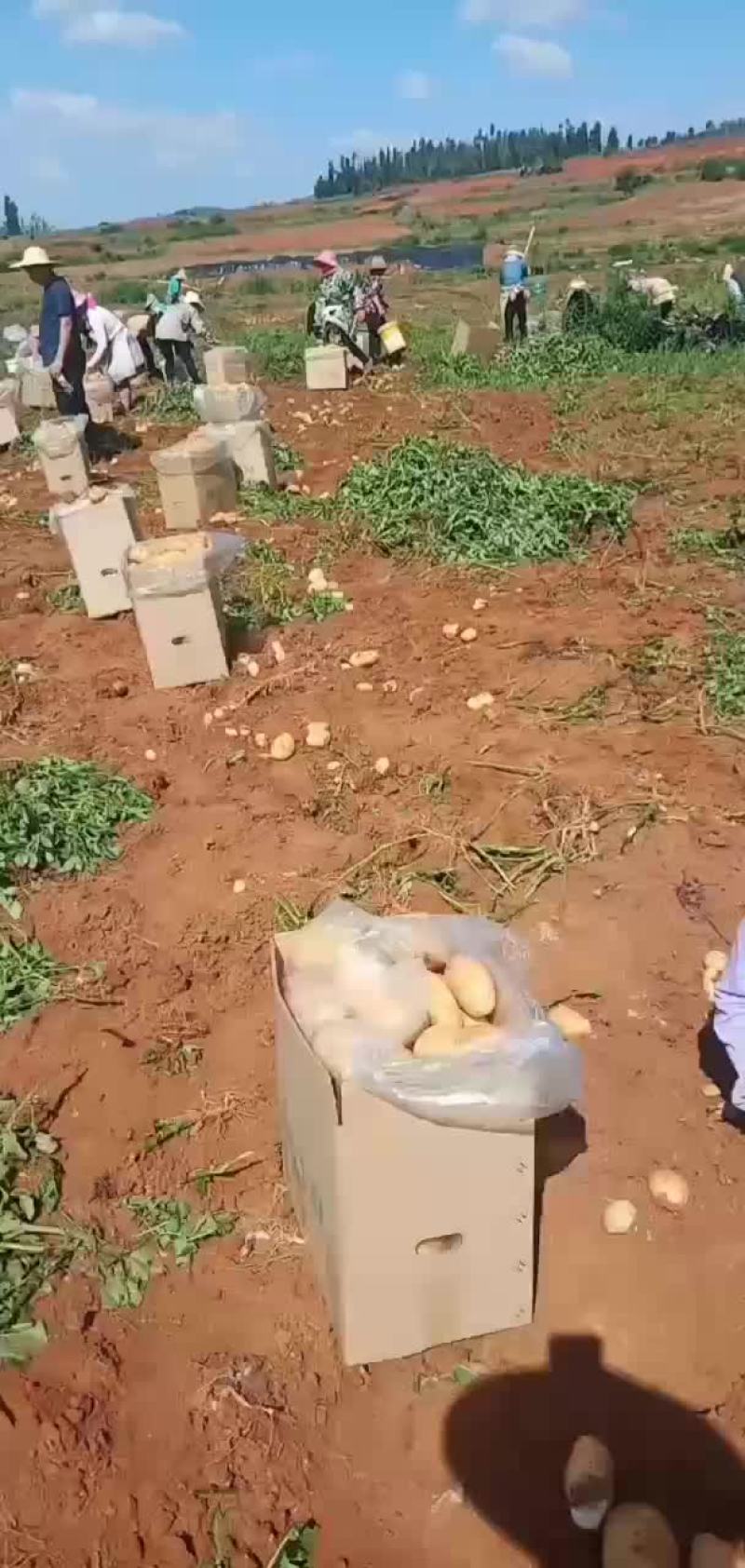 云南文山丽薯六号土豆