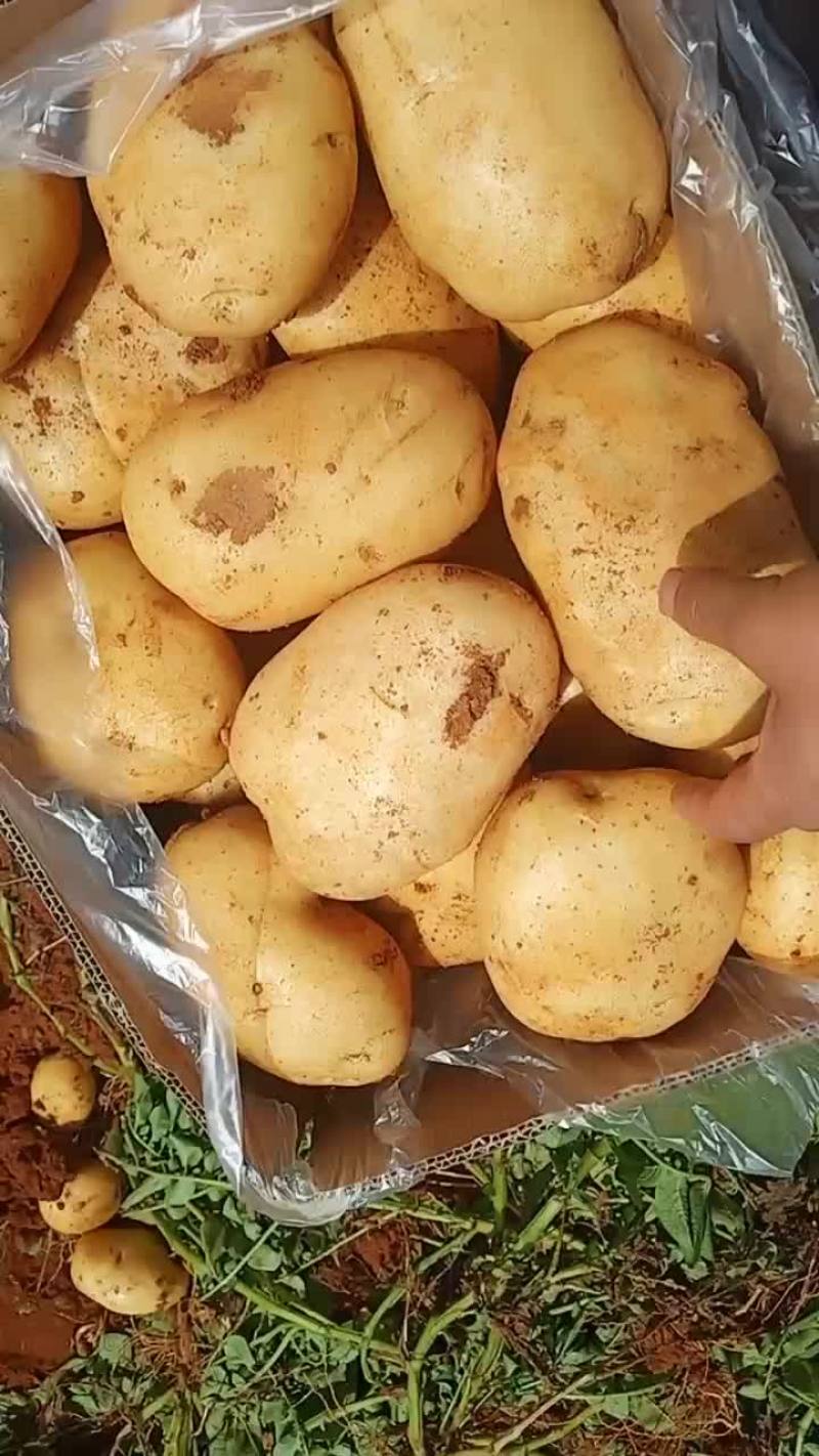 云南文山丽薯六号土豆
