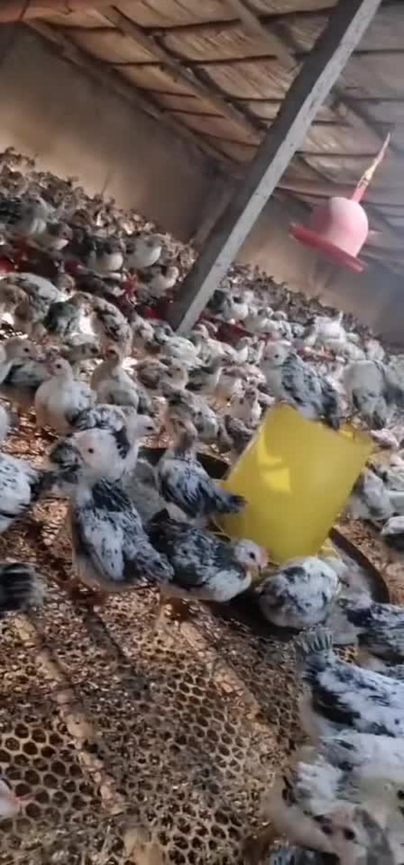 漂亮白芦花鸡苗大量现货出售喜欢的联系价格低质量好