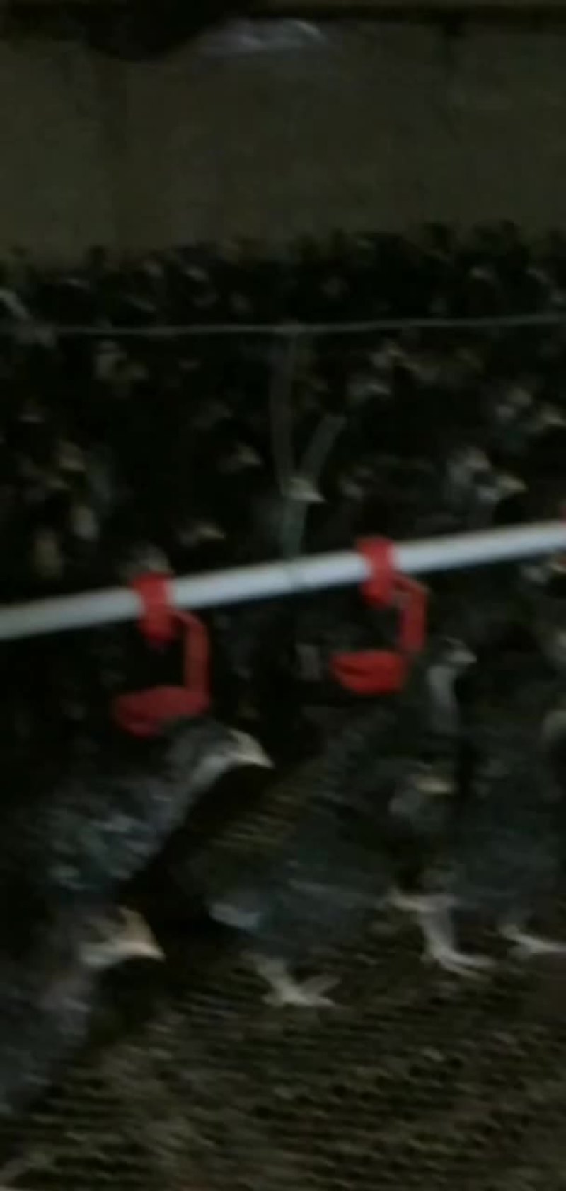 纯种汶上芦花鸡苗现货出售，免费提供养殖技术支持