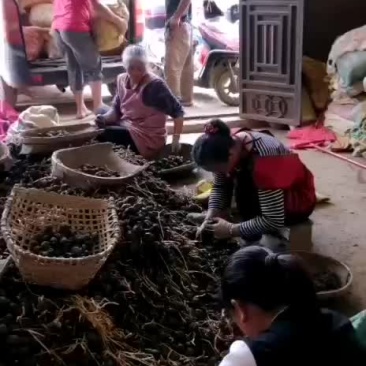 毛马蹄