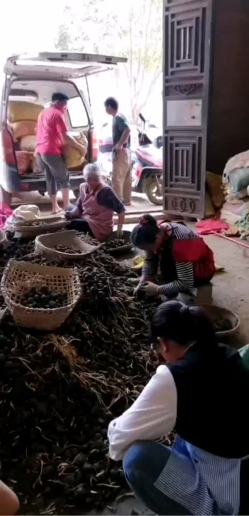 毛马蹄