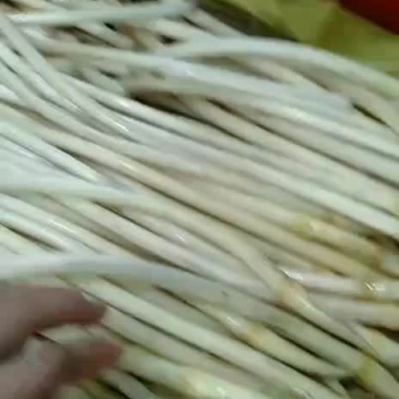 藕带