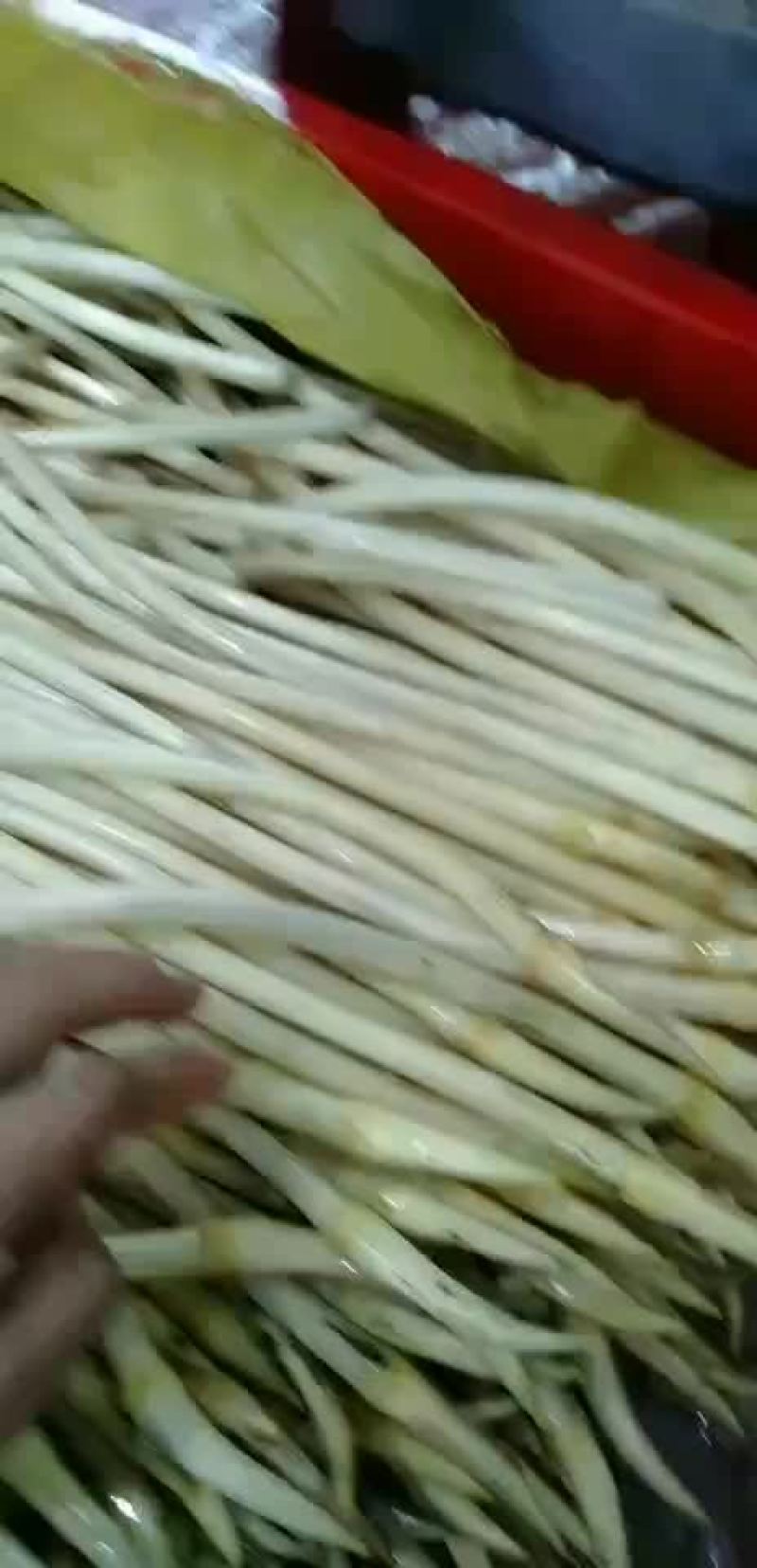 藕带