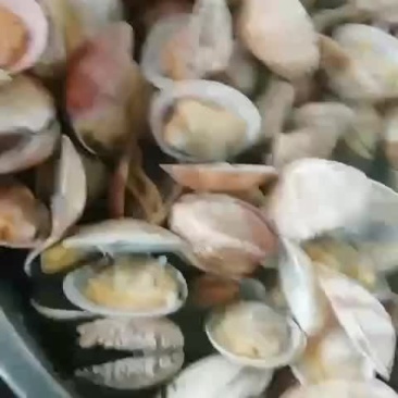沙螺沙甲蛤蜊！！！！！！！！！！！！！！！