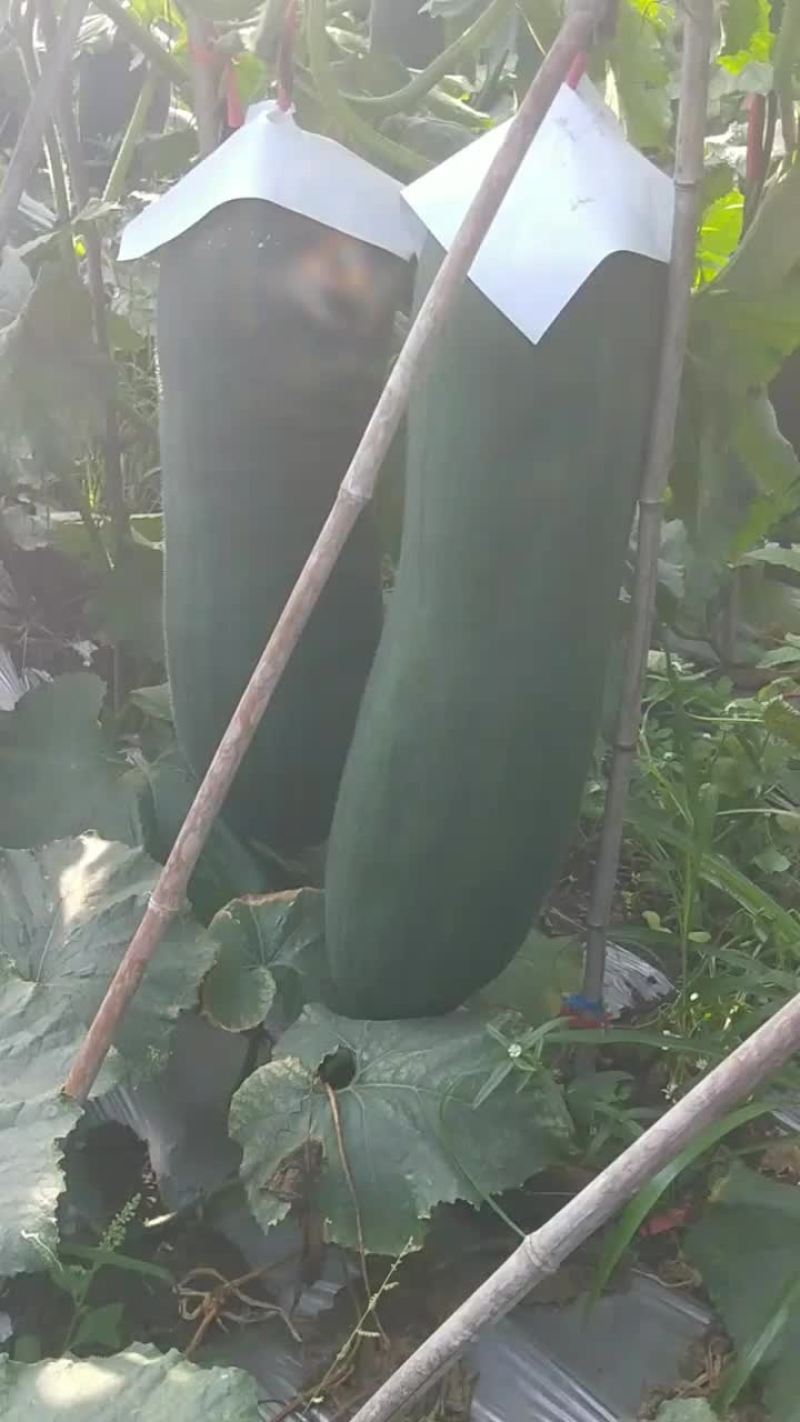 海南省儋州市黑皮冬瓜