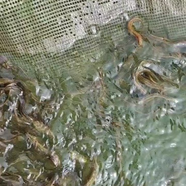 泥鳅
