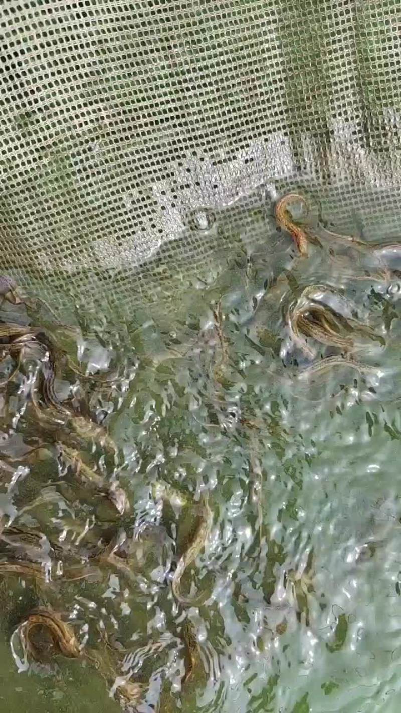 泥鳅