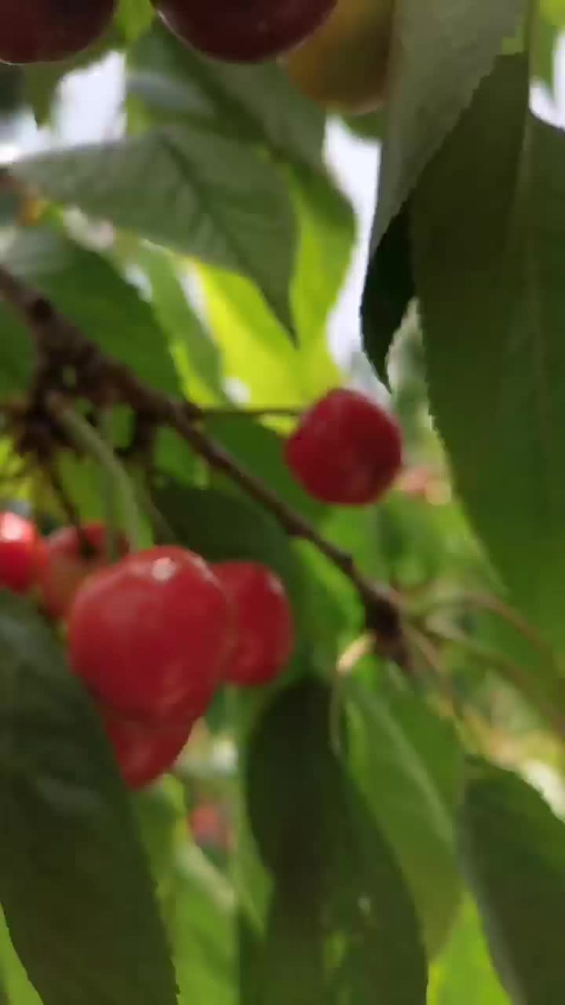 樱桃