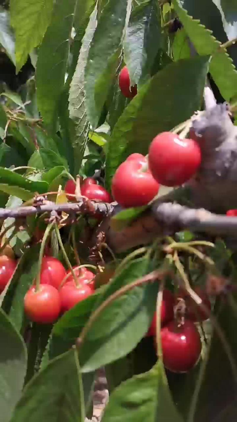 樱桃