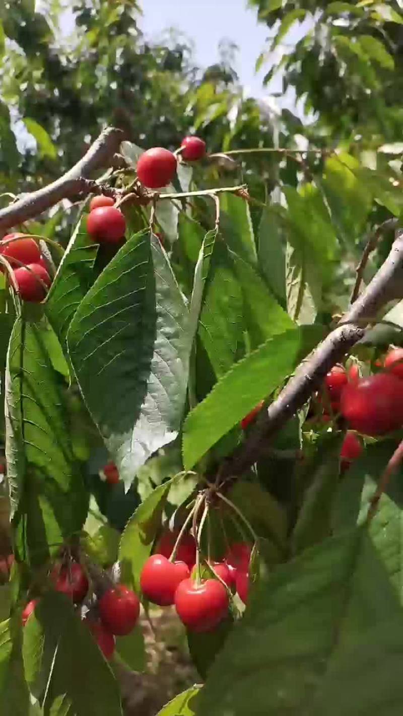 樱桃