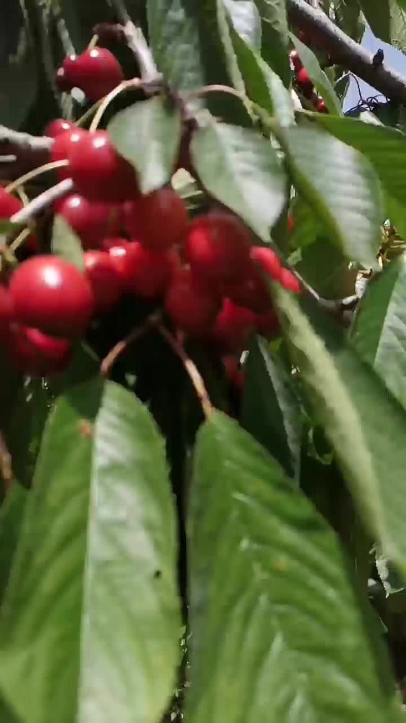 樱桃
