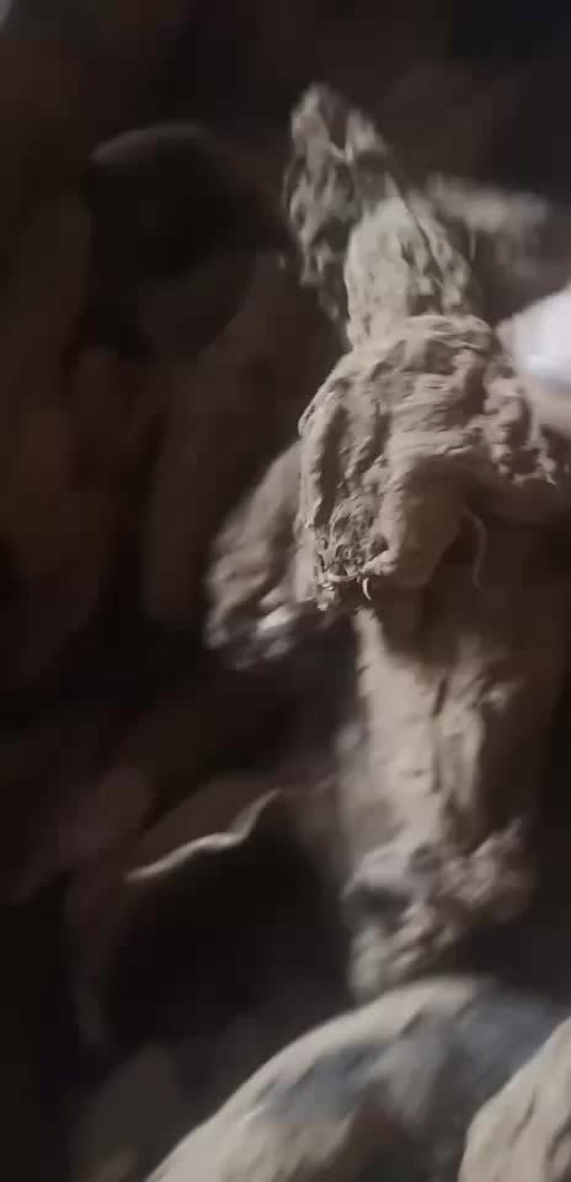 河南产高质量玄参十吨