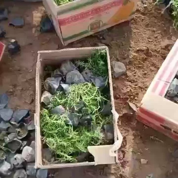 供应丛生福禄考价格低品质好量大