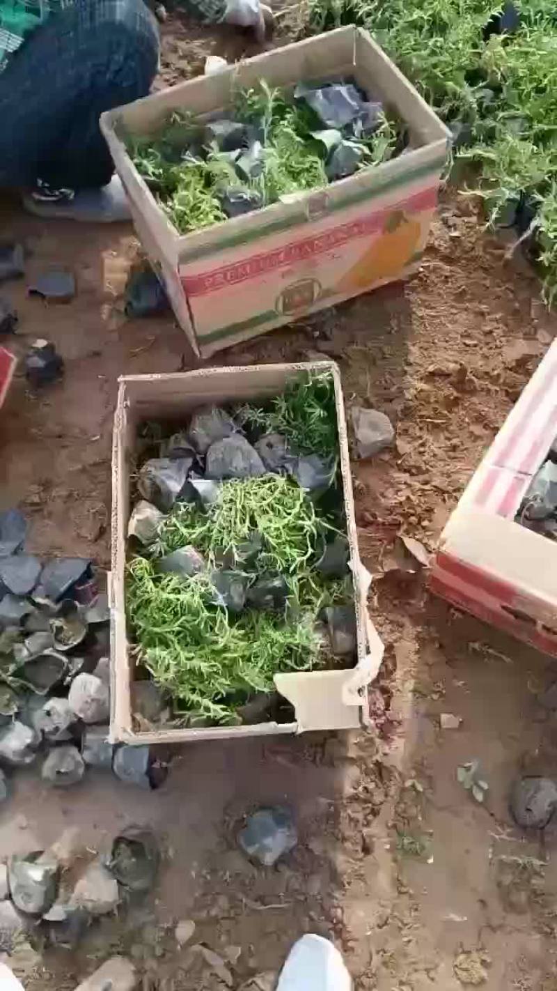供应丛生福禄考价格低品质好量大