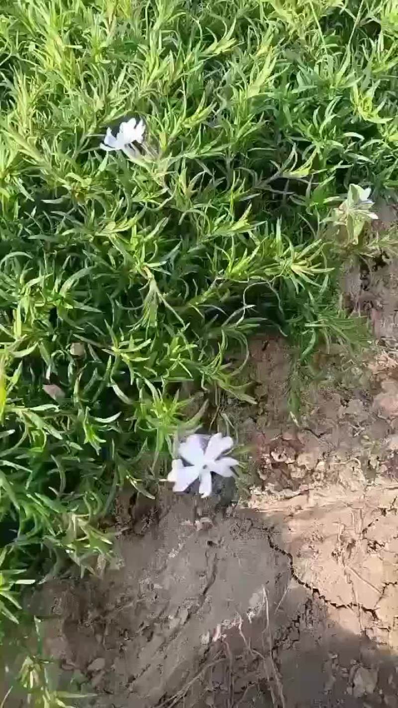 供应丛生福禄考价格低品质好量大