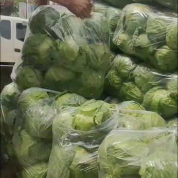 包菜