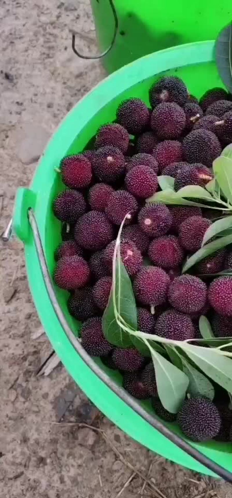 杨梅