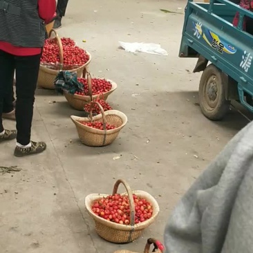 陆地大樱桃