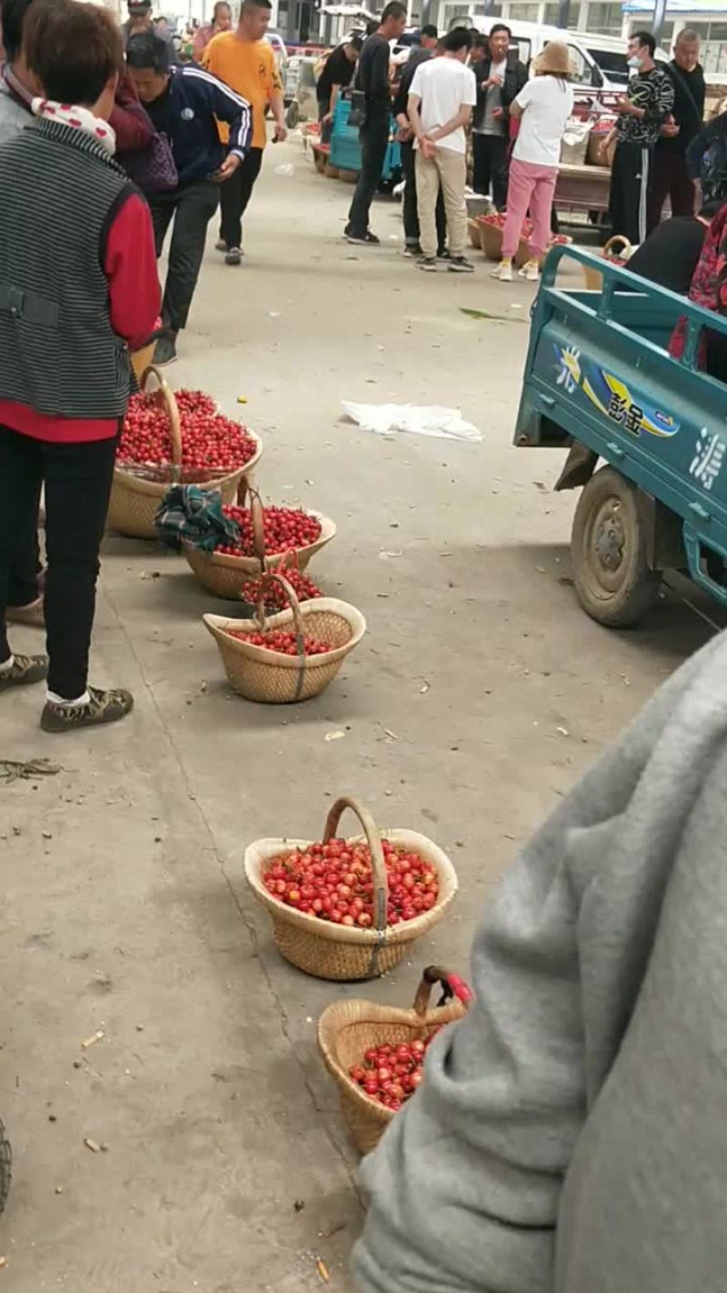 陆地大樱桃