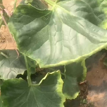 西州蜜