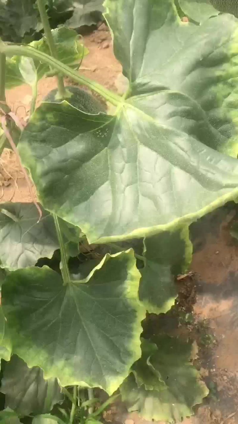 西州蜜