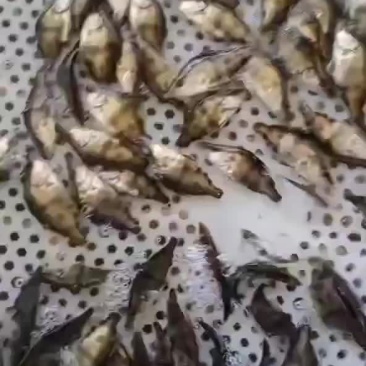 4-6公分的鳜鱼桂鱼苗发货，这批货不多了。下批要等几天了