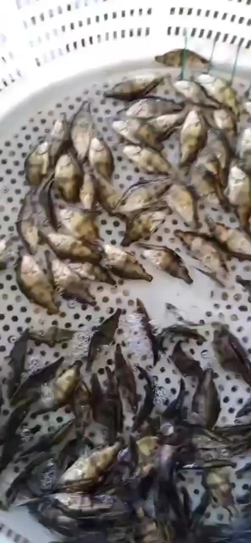 4-6公分的鳜鱼桂鱼苗发货，这批货不多了。下批要等几天了