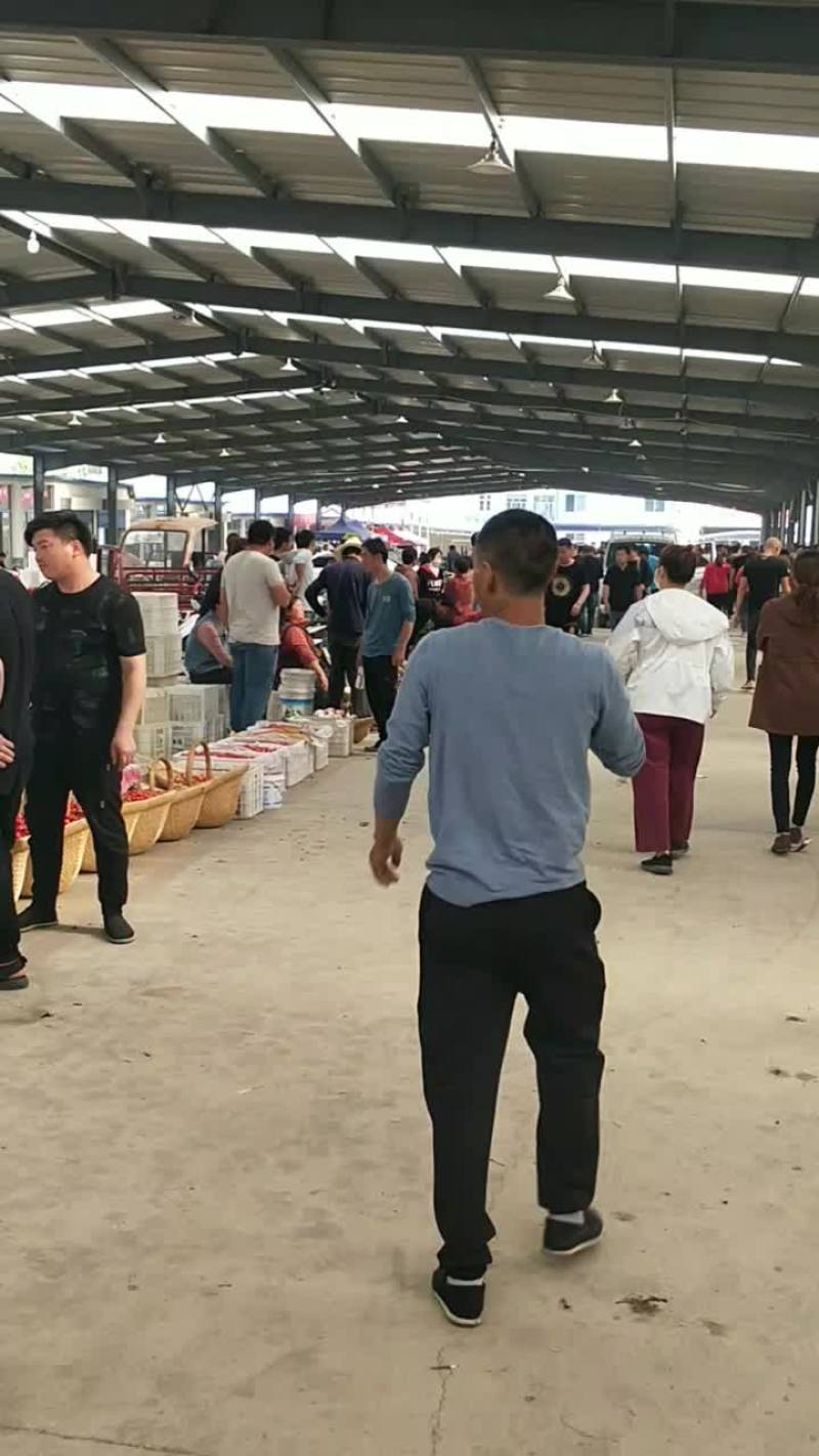 陆地大樱桃