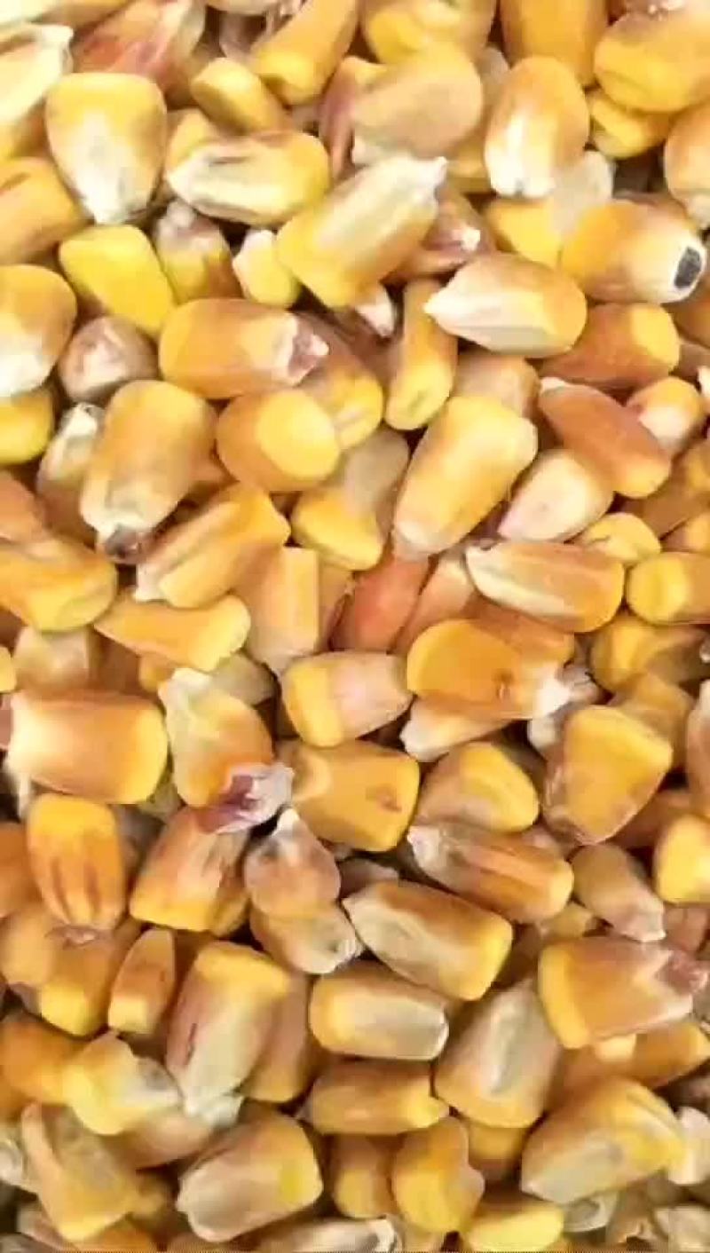 新疆伊犁精品烘干玉米